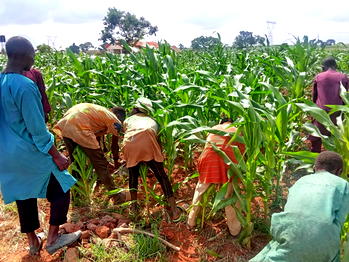 With good seeds, Nigeria can avoid food shortage — AATF