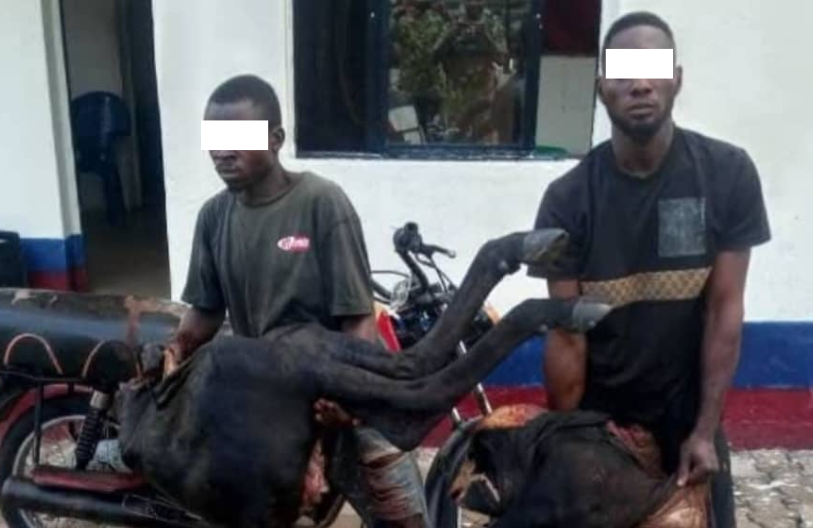 Troops of OPWS apprehend 2 cattle rustlers in Benue community