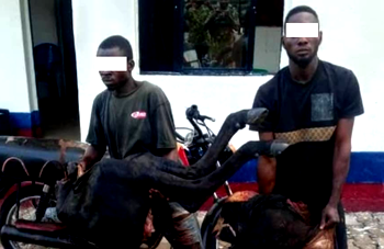 Troops of OPWS apprehend 2 cattle rustlers in Benue community