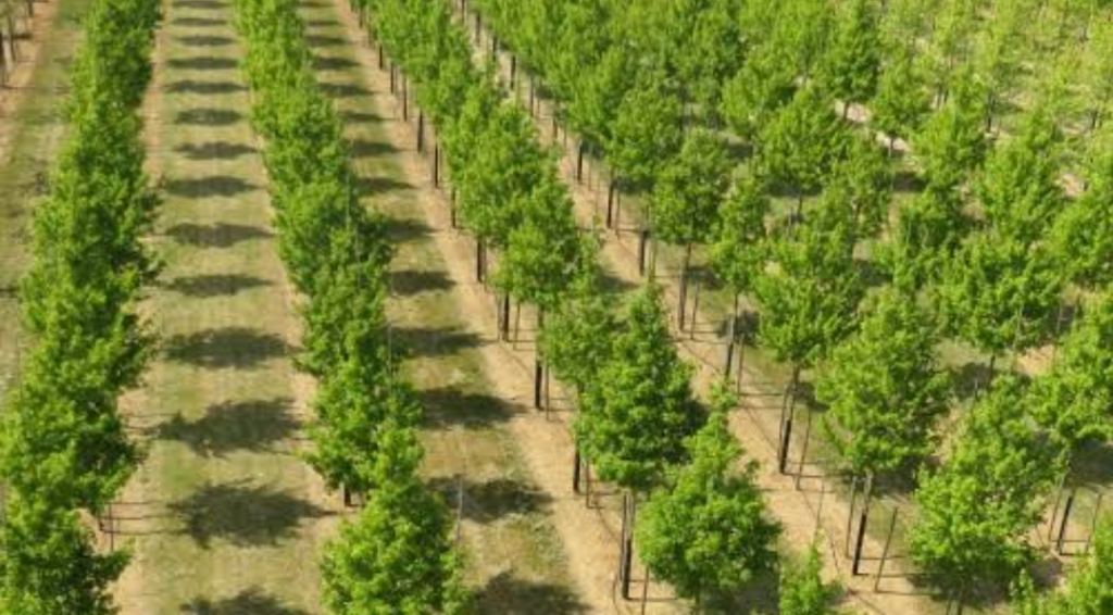 Tree planting campaign: Good idea, but…