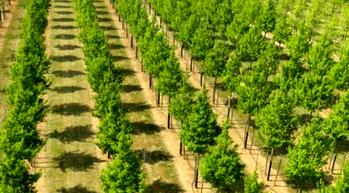 Tree planting campaign: Good idea, but…