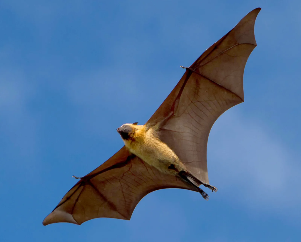 Man dies from ‘extremely rare’ bat bite virus