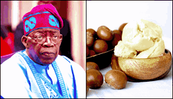 Suspension of raw shea nuts exports, a win for women, farmers  –  Tinubu