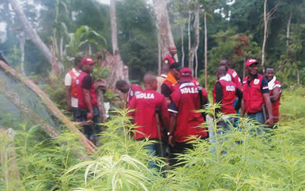 NDELA destroys 75,544kg skunk in Edo, Delta, Ondo, Taraba forests