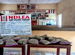 NDLEA arrests 27-year-old with N10m worth of cannabis in Kano