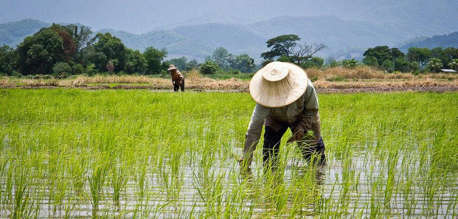 Heavy rains threaten rice production – Ebonyi farmers