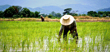 Tools Nigerian farmers need to grow more, earn more, and build resilience