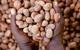 Alliance seeks clarification on shea nut export ban, calls for phased transition