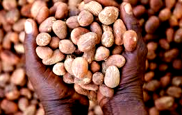 Alliance seeks clarification on shea nut export ban, calls for phased transition