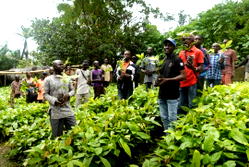 Johnvents distributes 266,000 cocoa seedlings, 6000 shade tree seedling to support farmers