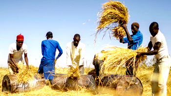 Rice farmers blame price hike on cartel, middlemen