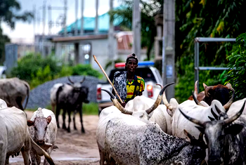 Open grazing conflicts claim 2,800 lives in 5 years