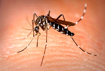 NCDC warns of chikungunya outbreak, urges Nigerians to prevent mosquito bites
