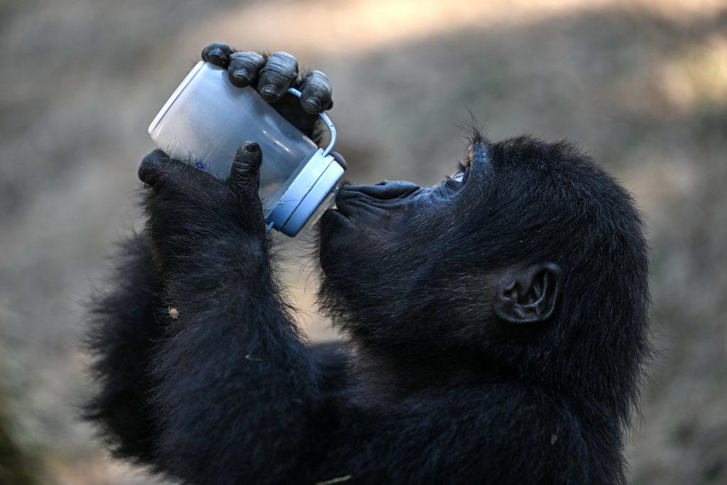 Baby gorilla returns to Nigeria after Istanbul airport rescue