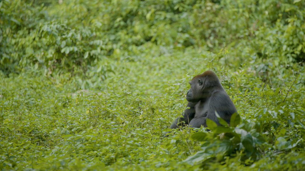 NGO calls for continual protection of Nigeria’s last 100 Cross River gorillas