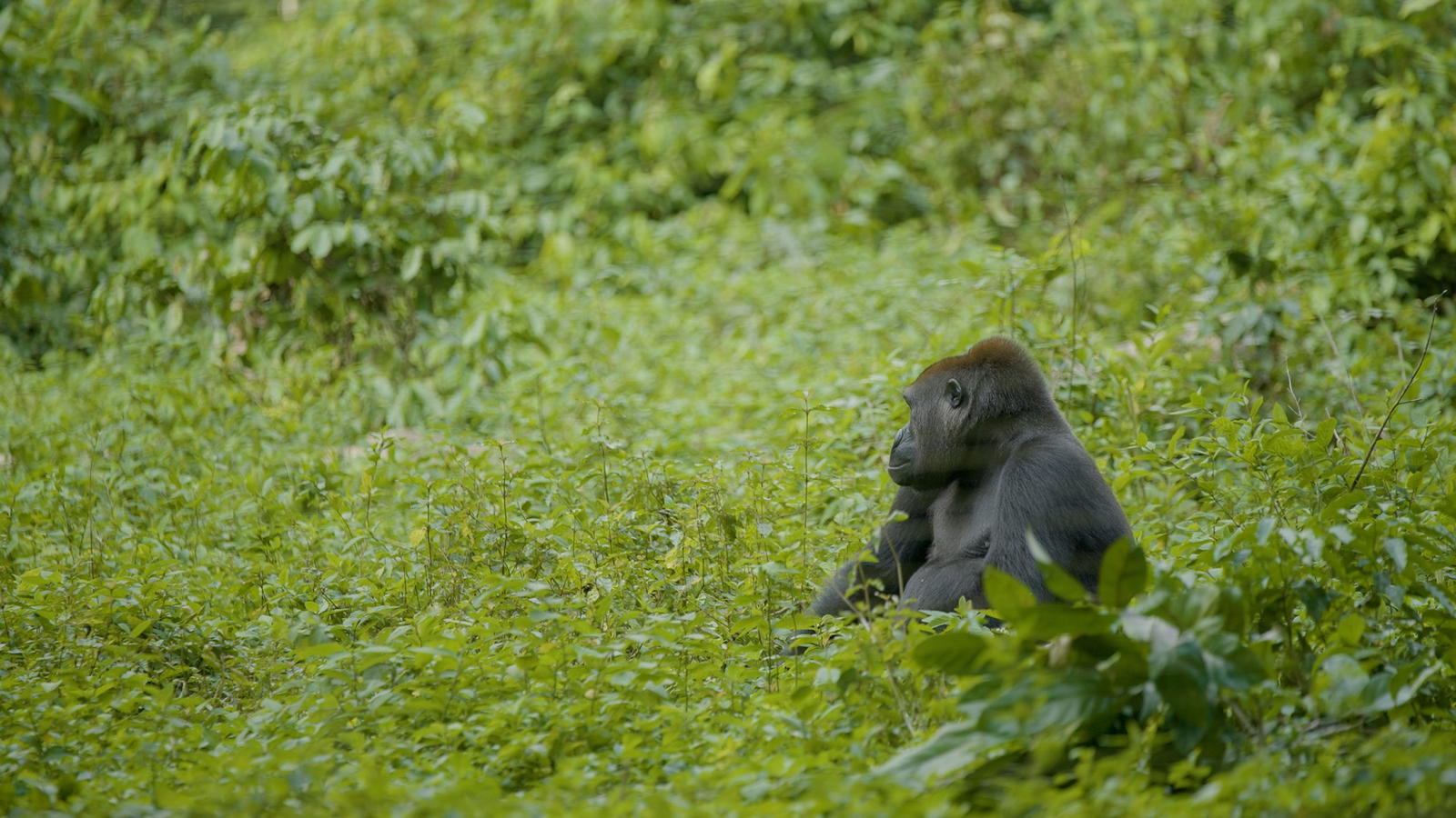 NGO calls for continual protection of Nigeria’s last 100 Cross River gorillas