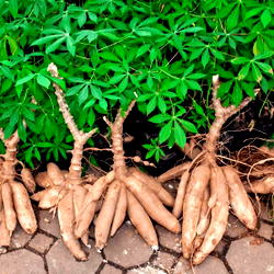 Cassava’s Industrial Awakening: Nigeria to transform cassava into $6bn industrial powerhouse