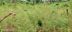NDLEA arrests four, destroys 18,000kg of cannabis in Edo Forest
