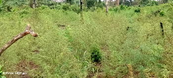 NDLEA arrests four, destroys 18,000kg of cannabis in Edo Forest