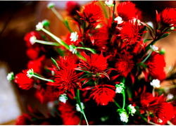 Flowers and Forests: Racheal Okogie