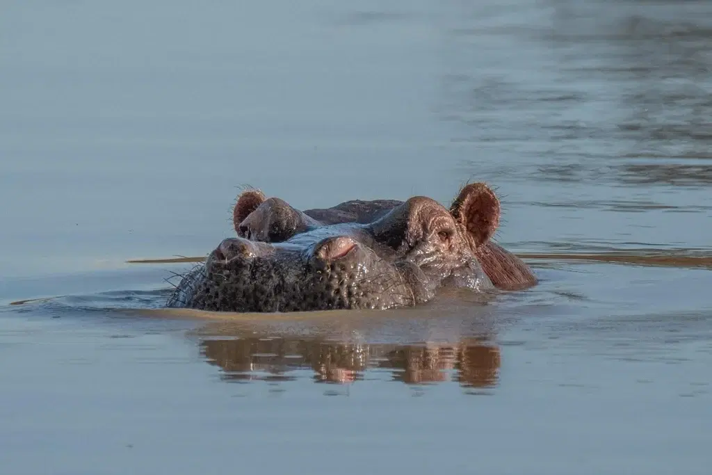 Hippo capsizes boat in Ivory Coast, 11 missing