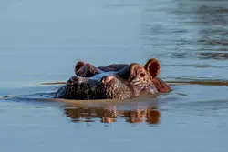 Hippo capsizes boat in Ivory Coast, 11 missing