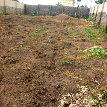 Abia farmer cries out over destruction of crops, farmland by cows
