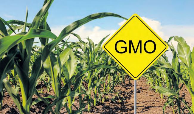 Ensure clear, factual feedback on GMOs, FG tells scientists