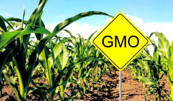 Ensure clear, factual feedback on GMOs, FG tells scientists