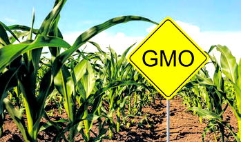 Ensure clear, factual feedback on GMOs, FG tells scientists