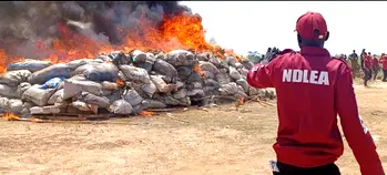 NDLEA destroys 8,000kgs of illicit drugs in Yobe