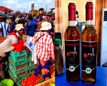 NIHORT turns excess tomatoes into wine
