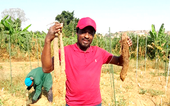 Nigerian scientist develops disease-resistant yam hybrids and inspires innovation toward zero hunger