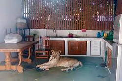 Boy hospitalised in Thailand after attack by escaped lion