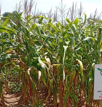 Hybrid crops safe for human consumption — Don