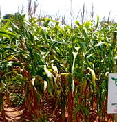 Hybrid crops safe for human consumption — Don
