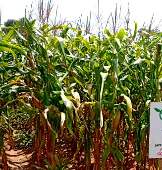 Hybrid crops safe for human consumption — Don