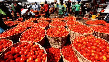 Nigeria may face rice, tomato scarcity in 3 months — OTACCWA