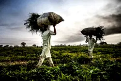Zamfara, Sokoto farmers demand security to facilitate peaceful harvest