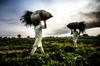 Zamfara, Sokoto farmers demand security to facilitate peaceful harvest