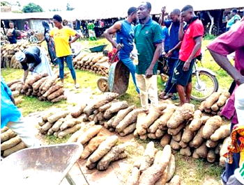 Calabar youths dump ‘Yahoo Yahoo’ for farming