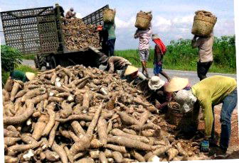 From roots to riches: Transforming cassava into national economic asset