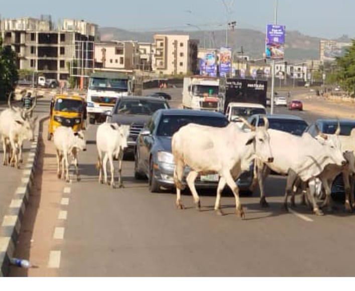 File: Cows on Mabuchi Road, Mabuchi District, Abuja, at 4.30 p.m. on Thursday, November 13, 2025. Photo: Onochie Anibeze