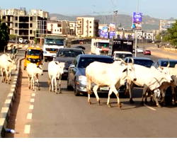 Open Grazing: We’re implementing gradual transition – FG clarifies