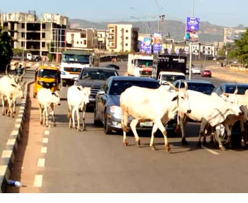 FG bans open grazing, launches livestock devt council