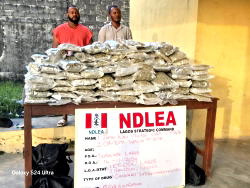 NDLEA seizes over 14,440kg of Skunk across six states, nabs wanted drug baron