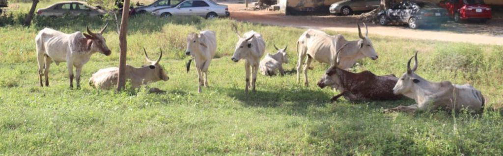 Rustled cattle from Niger recovered in Lagos, Oyo; three suspects arrested