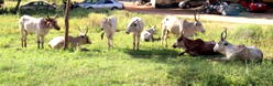 Rustled cattle from Niger recovered in Lagos, Oyo; three suspects arrested