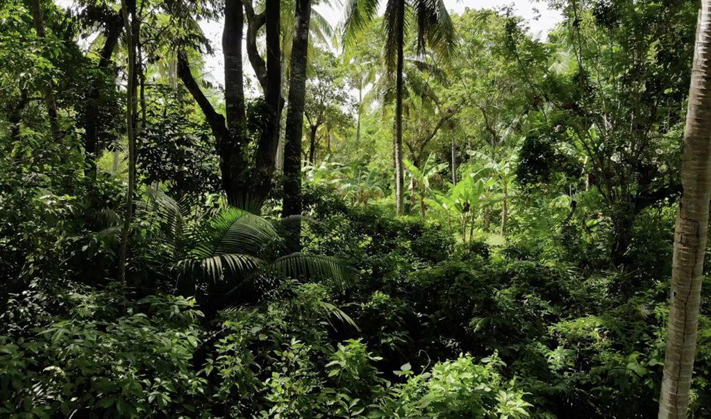 Top 10 countries with the largest forests in 2025