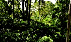 7 countries with the most forest areas in the world